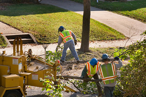 Best Tree Maintenance Programs  in Tipton, IA