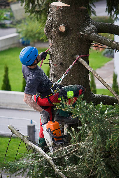 Best Arborist Consultation Services  in Tipton, IA